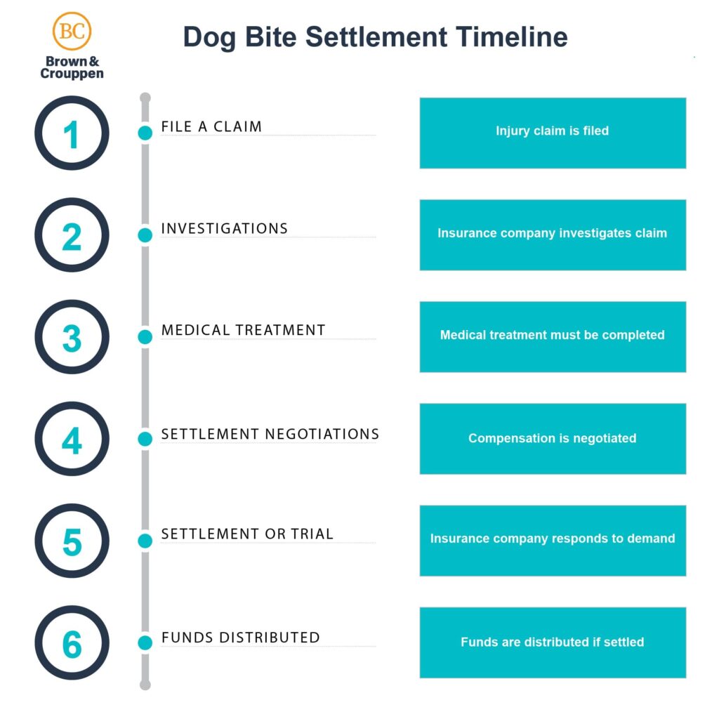 Dog bite case timeline